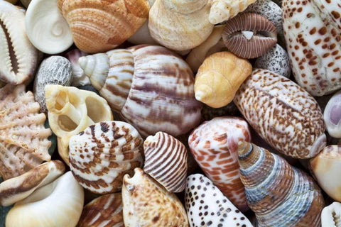 Washington Close-up of collection of sea shells Black Ornate Wood Framed Art Print with Double Matting by Paulson, Don