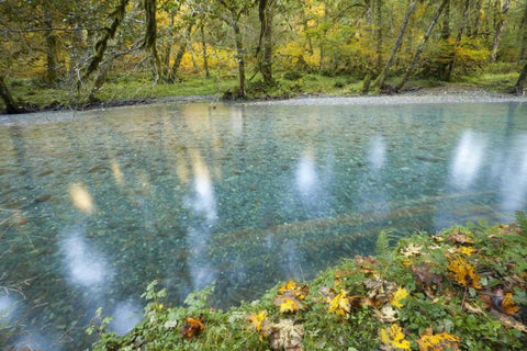 Washington Quinault River in the Olympic NP White Modern Wood Framed Art Print with Double Matting by Paulson, Don
