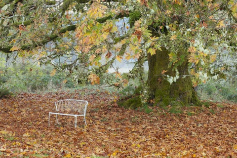 Washington, Quinault MBench under maple tree White Modern Wood Framed Art Print with Double Matting by Paulson, Don