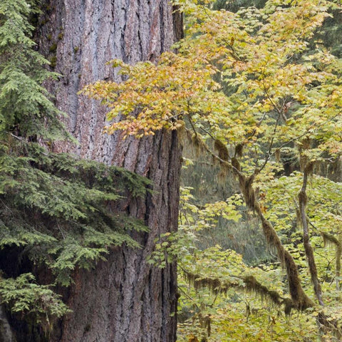 USA, Washington, Quinault Forest scenic White Modern Wood Framed Art Print with Double Matting by Paulson, Don