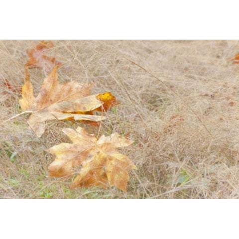 USA, Washington, Quinault Maple leaves in grass Black Modern Wood Framed Art Print with Double Matting by Paulson, Don