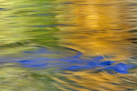 WA, Quinault Autumn reflect in Quinault River White Modern Wood Framed Art Print with Double Matting by Paulson, Don