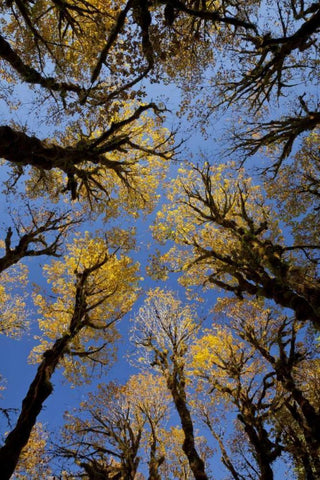 WA, Olympic NP Stand of big leaf maple trees White Modern Wood Framed Art Print with Double Matting by Paulson, Don