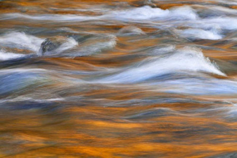 WA, Quinault Autumn reflect in Quinault River White Modern Wood Framed Art Print with Double Matting by Paulson, Don