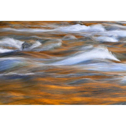 WA, Quinault Autumn reflect in Quinault River White Modern Wood Framed Art Print by Paulson, Don