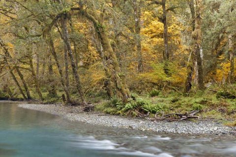 Washington Quinault River in the Olympic NP White Modern Wood Framed Art Print with Double Matting by Paulson, Don