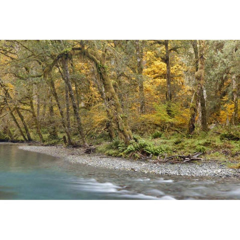 Washington Quinault River in the Olympic NP Gold Ornate Wood Framed Art Print with Double Matting by Paulson, Don