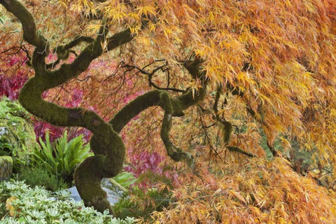 WA, Bainbridge Island Japanese maple tree White Modern Wood Framed Art Print with Double Matting by Paulson, Don