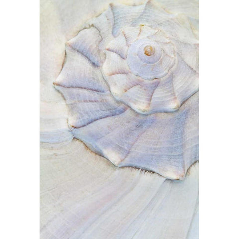 USA, Washington Close-up of pastel seashell White Modern Wood Framed Art Print by Paulson, Don