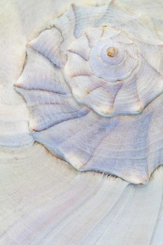 USA, Washington Close-up of pastel seashell White Modern Wood Framed Art Print with Double Matting by Paulson, Don
