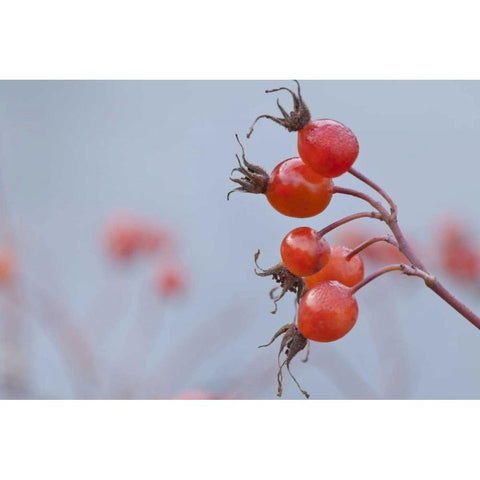 Washington, Seabeck Wild rose hips in winter Black Modern Wood Framed Art Print with Double Matting by Paulson, Don