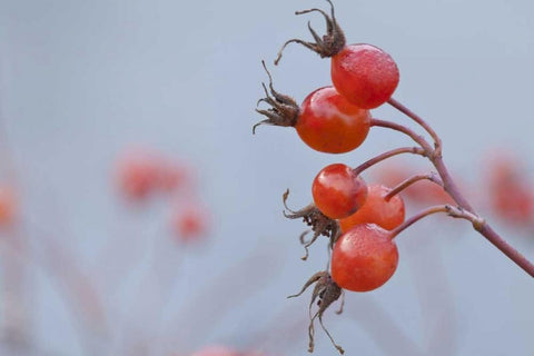 Washington, Seabeck Wild rose hips in winter White Modern Wood Framed Art Print with Double Matting by Paulson, Don