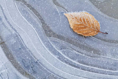 WA, Seabeck Autumn leaf on ice with frost White Modern Wood Framed Art Print with Double Matting by Paulson, Don