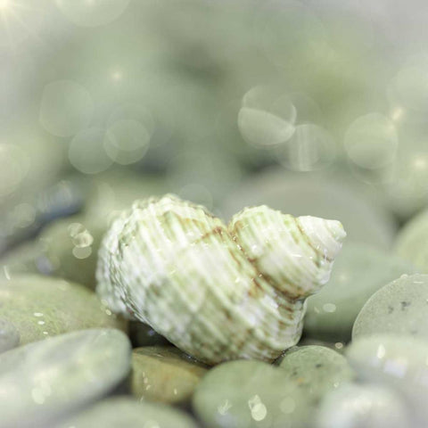 Washington, Seabeck Sea shell and beach rocks White Modern Wood Framed Art Print with Double Matting by Paulson, Don
