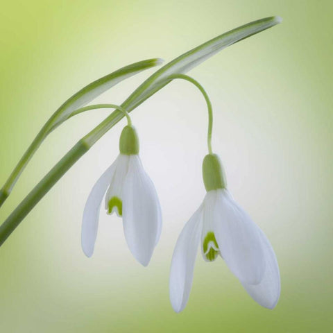 Washington, Seabeck Galanthus snowdrop flower White Modern Wood Framed Art Print with Double Matting by Paulson, Don