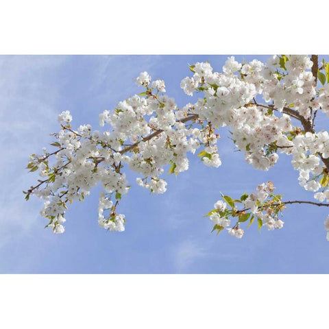 Washington, Seabeck Cherry blossoms Black Modern Wood Framed Art Print with Double Matting by Paulson, Don