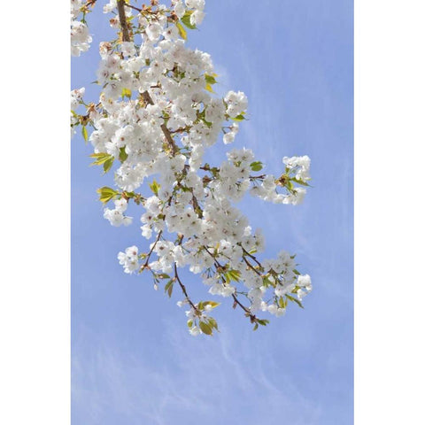 Washington, Seabeck Cherry blossoms White Modern Wood Framed Art Print by Paulson, Don