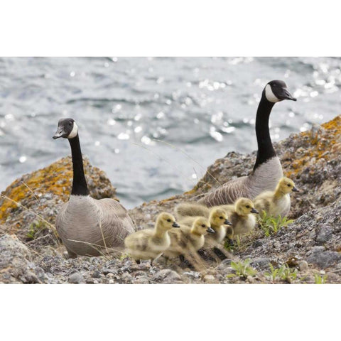 WA, San Juans Canada geese with goslings Black Modern Wood Framed Art Print with Double Matting by Paulson, Don