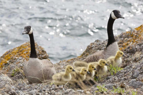 WA, San Juans Canada geese with goslings White Modern Wood Framed Art Print with Double Matting by Paulson, Don