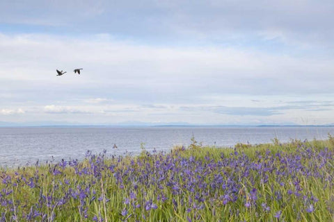 WA, San Juans Camas flowers on Patos Island White Modern Wood Framed Art Print with Double Matting by Paulson, Don