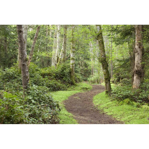 WA, San Juans, Stuart Island Trail through woods Gold Ornate Wood Framed Art Print with Double Matting by Paulson, Don