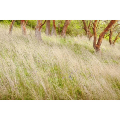 Washington, San Juans Grasses and madrone trees White Modern Wood Framed Art Print by Paulson, Don