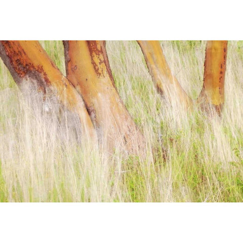 Washington, San Juans Grasses and madrone trees Black Modern Wood Framed Art Print with Double Matting by Paulson, Don