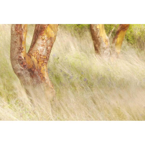 Washington, San Juans Grasses and madrone trees White Modern Wood Framed Art Print by Paulson, Don