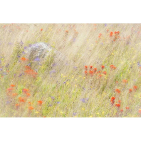 WA, San Juans Field of flowers and grasses Black Modern Wood Framed Art Print with Double Matting by Paulson, Don
