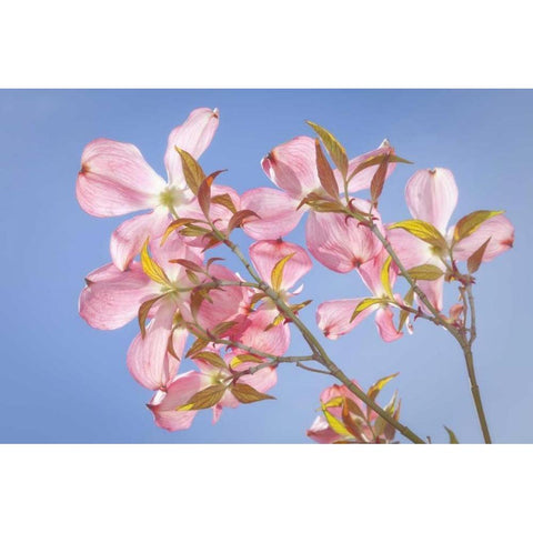 WA, Seabeck Pink dogwood blossoms against sky White Modern Wood Framed Art Print by Paulson, Don