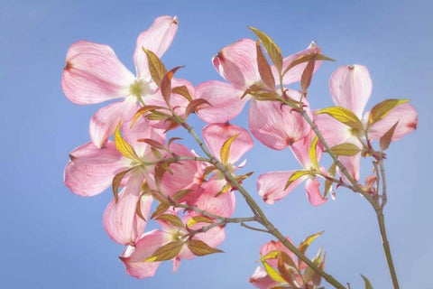 WA, Seabeck Pink dogwood blossoms against sky White Modern Wood Framed Art Print with Double Matting by Paulson, Don