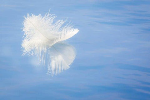 WA, Seabeck White feather reflects on water White Modern Wood Framed Art Print with Double Matting by Paulson, Don