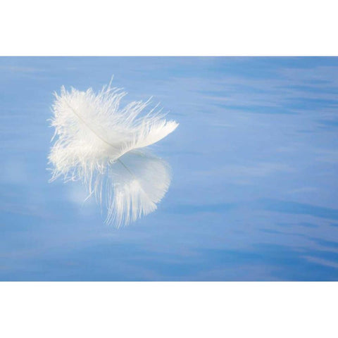 WA, Seabeck White feather reflects on water Gold Ornate Wood Framed Art Print with Double Matting by Paulson, Don