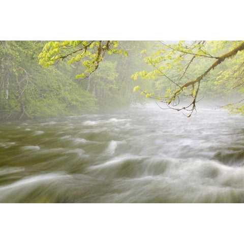 WA, Cascade Mts Cascading water in Beckler River White Modern Wood Framed Art Print by Paulson, Don