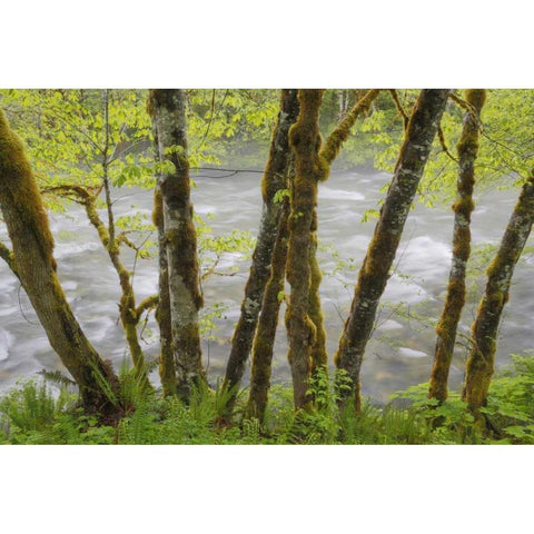 WA, Cascade Mts Beckler River through Maples Gold Ornate Wood Framed Art Print with Double Matting by Paulson, Don