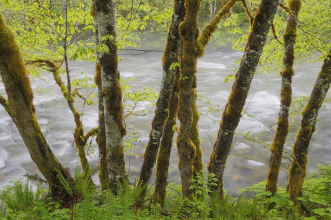 WA, Cascade Mts Beckler River through Maples Black Ornate Wood Framed Art Print with Double Matting by Paulson, Don