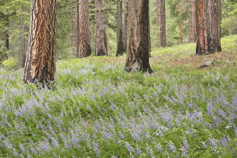 Washington, Leavenworth Forest and lupines White Modern Wood Framed Art Print with Double Matting by Paulson, Don