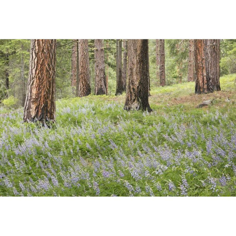 Washington, Leavenworth Forest and lupines Gold Ornate Wood Framed Art Print with Double Matting by Paulson, Don