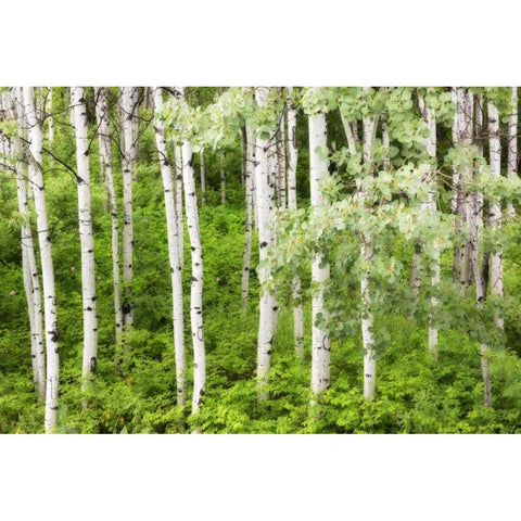 WA, Leavenworth Stand of aspen trees in forest White Modern Wood Framed Art Print by Paulson, Don