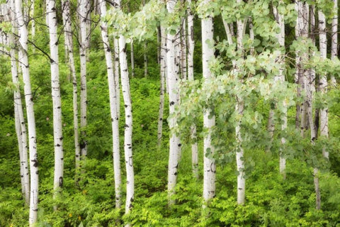 WA, Leavenworth Stand of aspen trees in forest White Modern Wood Framed Art Print with Double Matting by Paulson, Don