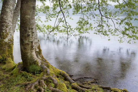 WA, Olympic NP Alders overhanging Lake Crescent White Modern Wood Framed Art Print with Double Matting by Paulson, Don