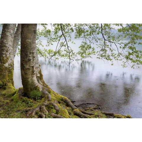 WA, Olympic NP Alders overhanging Lake Crescent Black Modern Wood Framed Art Print with Double Matting by Paulson, Don