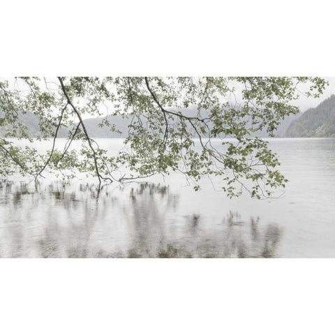 WA, Olympic NP Alders overhanging Lake Crescent White Modern Wood Framed Art Print by Paulson, Don