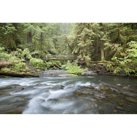 WA, Olympic NP Barnes Creek flows through forest Black Modern Wood Framed Art Print with Double Matting by Paulson, Don