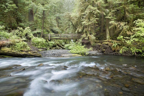 WA, Olympic NP Barnes Creek flows through forest White Modern Wood Framed Art Print with Double Matting by Paulson, Don