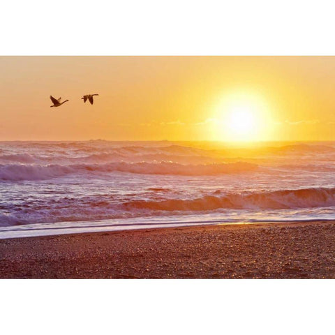WA, Olympic NP Canada geese over Rialto Beach Gold Ornate Wood Framed Art Print with Double Matting by Paulson, Don