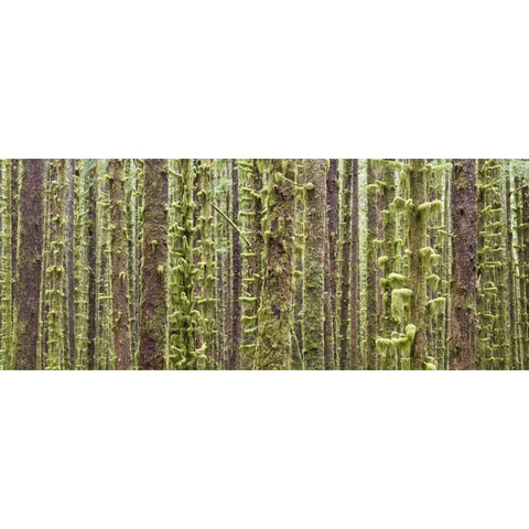 WA, Olympic NP Trees in Hoh River Rainforest White Modern Wood Framed Art Print by Paulson, Don