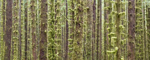 WA, Olympic NP Trees in Hoh River Rainforest White Modern Wood Framed Art Print with Double Matting by Paulson, Don