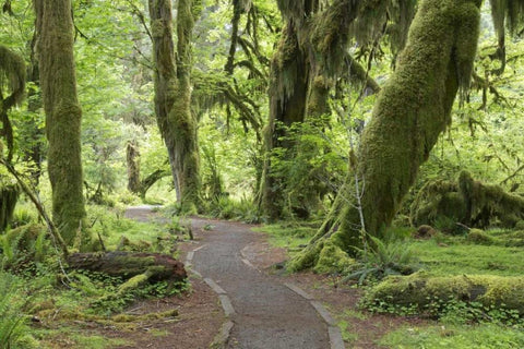 WA, Olympic NP Hall of Mosses Trail White Modern Wood Framed Art Print with Double Matting by Paulson, Don