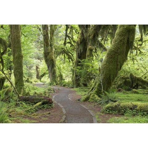 WA, Olympic NP Hall of Mosses Trail Gold Ornate Wood Framed Art Print with Double Matting by Paulson, Don